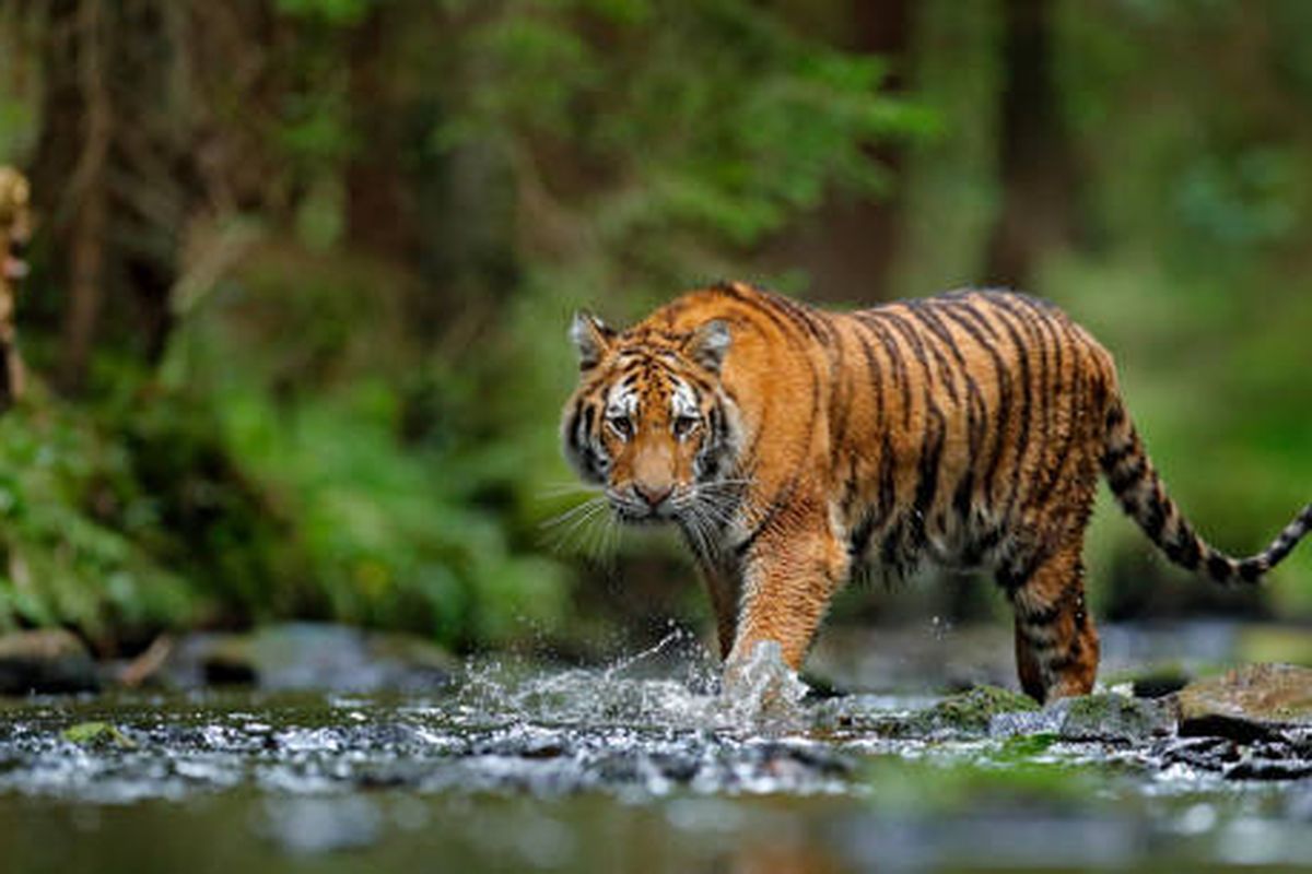 Rajanya Hutan: Mengungkap Keistimewaan Harimau dalam Ekosistem