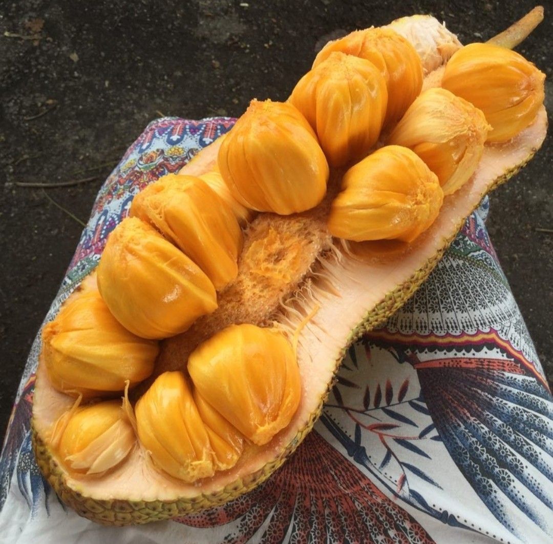 Kandungan Gizi Buah Cempedak dan Manfaatnya